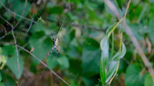 Grande aranha Close-up em uma teia contra um fundo de natureza verde na floresta — Vídeo de Stock