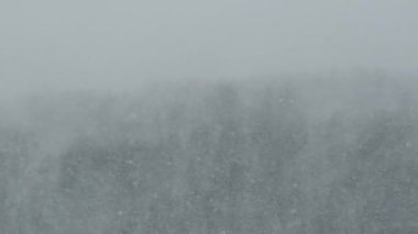 Kış Ormanı 'nın Arkasında Şiddetli Kar yağışı, Kar Fırtınası, Tipi