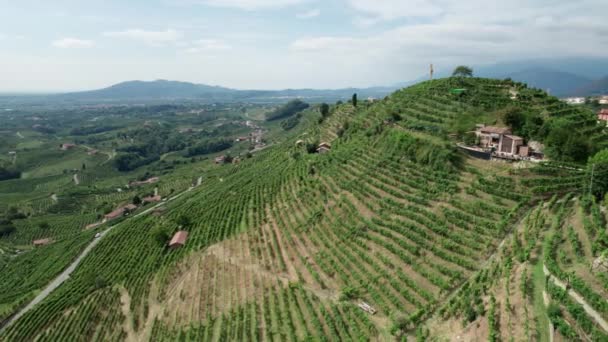 Vue Aérienne Des Champs De Vignoble Sur Les Collines En Italie, Rangées Cultivantes De Raisins — Video