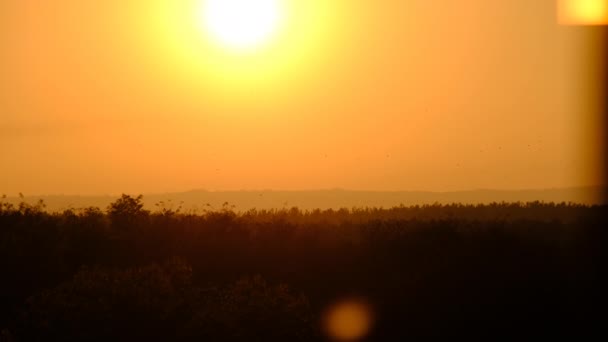 Sonnenuntergang am Himmel über Horizont, große leuchtend gelbe Sonne wandert hinunter über den Wald — Stockvideo