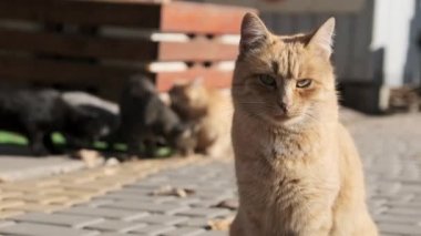 Bir çok sokak kedisi birlikte oturuyor Doğa 'da bir halk parkında, Yavaş Hareket