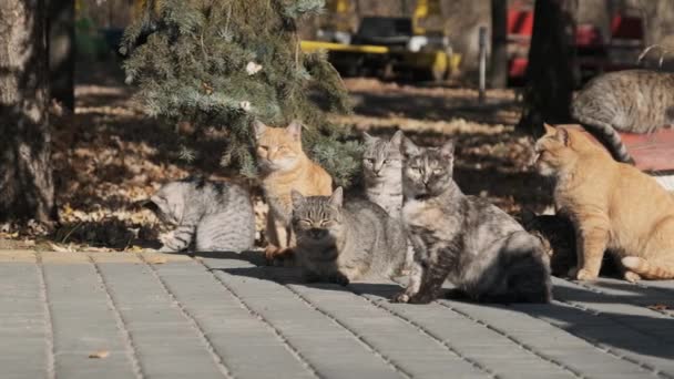 Muitos gatos desabrigados estão sentados juntos em um parque público na natureza, câmera lenta — Vídeo de Stock