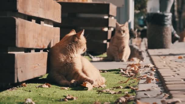 Viele heimatlose Katzen sitzen zusammen in einem öffentlichen Park in der Natur, Zeitlupe — Stockvideo