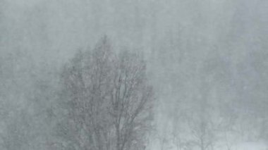 Kış Ormanı 'nın Arkasında Şiddetli Kar yağışı, Kar Fırtınası, Tipi