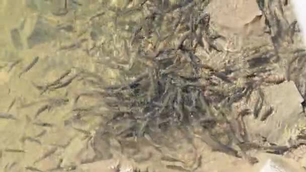 Duże stado małych ryb pływa w pobliżu powierzchni wody i zjada chleb w jeziorze — Wideo stockowe