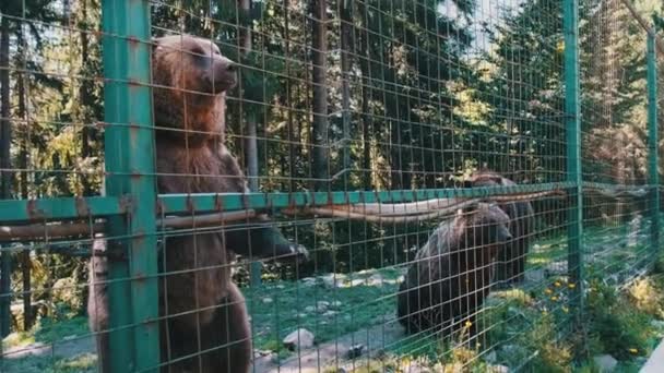 Les ours bruns se tiennent debout sur leurs pattes arrière derrière une clôture dans une réserve de zoo — Video