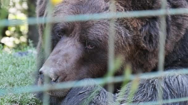Brun björn ligger i den vilda skogen en sommardag — Stockvideo