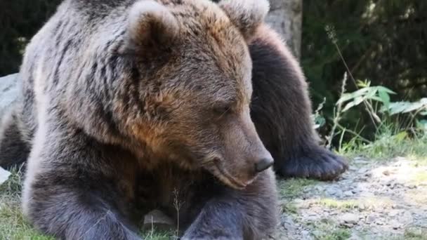 Medvěd hnědý leží v lese o letním dni — Stock video