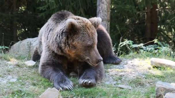 Medvěd hnědý leží v lese o letním dni — Stock video