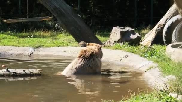 Bruine beer speelt in de vijver in het reservaat en grappig zwemmen in het water — Stockvideo