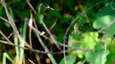 Ormandaki Yeşil Doğa 'nın Arkaplanına Karşı Bir Web' de Büyük Örümcek Yakın Çekimi