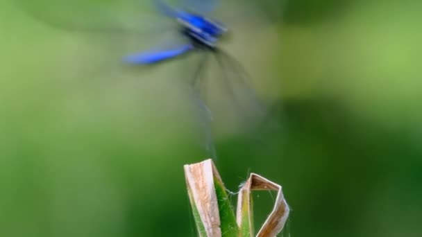 蓝蜻蜓栖息于河畔绿色自然的分枝上，特写 — 图库视频影像