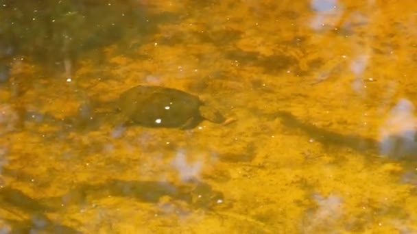 黄色の砂の上の池の中で川のカメが水中で泳ぐ — ストック動画