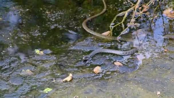 蛇爬行在沼泽通过沼泽灌丛和藻类，特写 — 图库视频影像