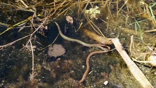 Dva hadi se plazí v řece mezi řasami — Stock video