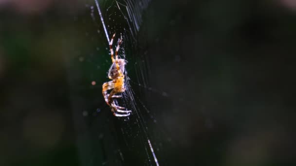 Spider Araneus Κοντινό πλάνο σε έναν ιστό σε ένα φόντο της πράσινης φύσης — Αρχείο Βίντεο