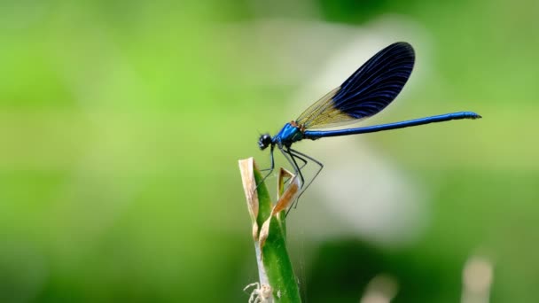 Libélula azul em uma filial na natureza verde junto ao rio, Close-up — Vídeo de Stock