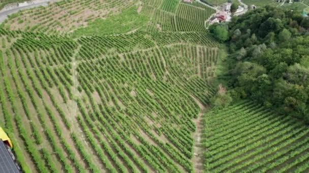 Luchtfoto van wijngaardvelden op de heuvels in Italië, groeiende rijen druiven — Stockvideo
