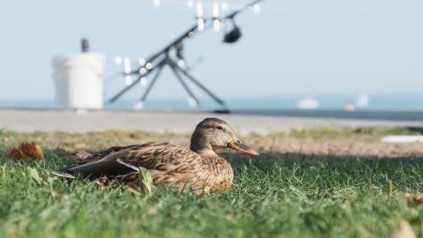 Pato gris con un pico amarillo se sienta sobre hierba verde en verano, de cerca — Vídeos de Stock