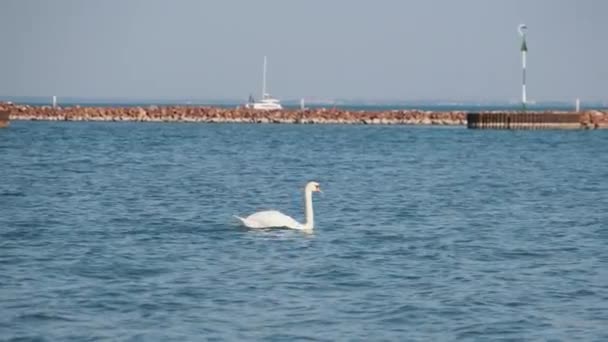 Λευκός Κύκνος με Red Beak κολυμπά στο Mountain Lake Balaton το καλοκαίρι — Αρχείο Βίντεο