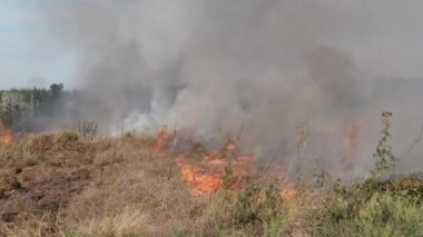 Ateş Kuru Çimen Yazın Köy 'ün yakınındaki Tarlada, Kuru Sakalın Vahşi Ateşi