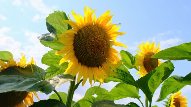 Solrosen blommar i fältet på himlen bakgrund i sommardagen, närbild — Stockvideo