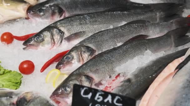 Massor av färska havet basfisk lögner på is i en stormarknad Showcase, frysta skaldjur — Stockvideo