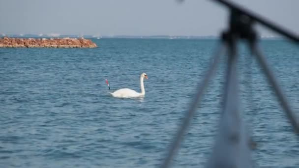 White Swan with a Red Beak Swims in the Mountain Lake Balaton in Summer — Vídeo de Stock