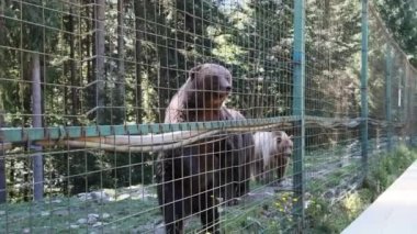 Kahverengi Ayılar Bir Hayvanat Bahçesinde Çitin Arkasında Kalkıyor