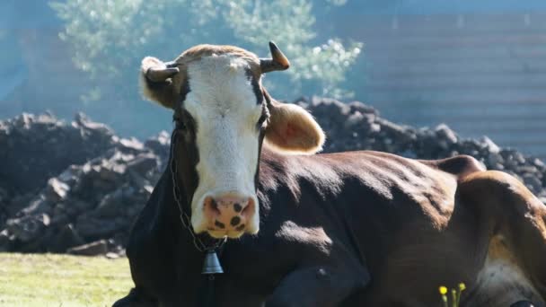 Vaca jaz no gramado e olha para a câmera e expira vapor de narinas — Vídeo de Stock