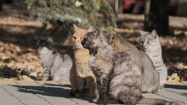 Evsiz Kediler Doğa 'da Bir Kamu Parkında Birlikte Oturuyorlar, Yavaş Hareket — Stok video