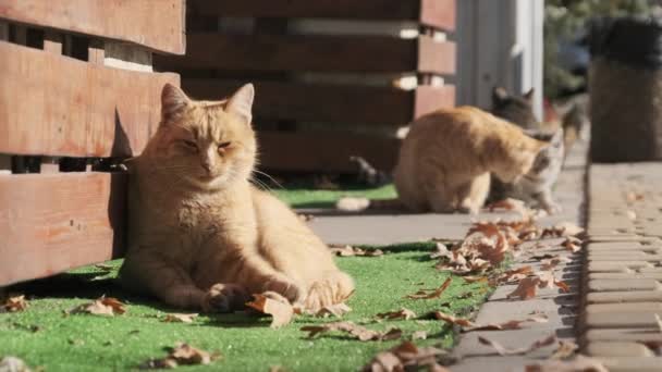 Muchos gatos callejeros están sentados juntos en un parque público en la naturaleza, en cámara lenta — Vídeo de stock