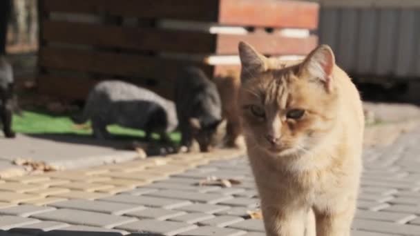 Πολλές αδέσποτες γάτες κάθονται μαζί σε ένα δημόσιο πάρκο στη φύση, αργή κίνηση — Αρχείο Βίντεο