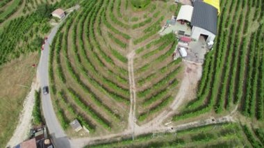 İtalya 'nın tepelerindeki üzüm bağlarının hava manzarası, büyüyen üzüm bağları.