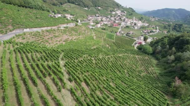 Vue Aérienne Des Champs De Vignoble Sur Les Collines En Italie, Rangées Cultivantes De Raisins — Video