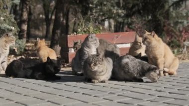 Bir çok sokak kedisi birlikte oturuyor Doğa 'da bir halk parkında, Yavaş Hareket