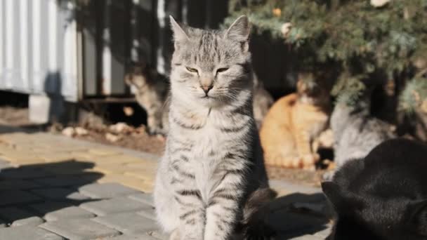 Un sacco di gatti senzatetto sono seduti insieme in un parco pubblico in natura, Slow Motion — Video Stock