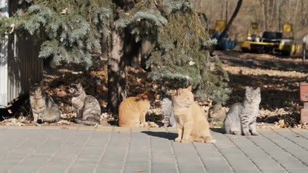 O mulțime de pisici vagabonde stau împreună într-un parc public din natură, în mișcare lentă — Videoclip de stoc