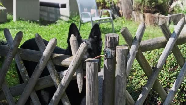 Inhemska hund Shepherd Breed Bakom ett trästaket i trädgården tittar på kameran — Stockvideo