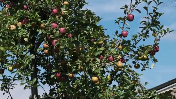 Dekorativní jablečný strom na dvorku proti modrému nebi — Stock video
