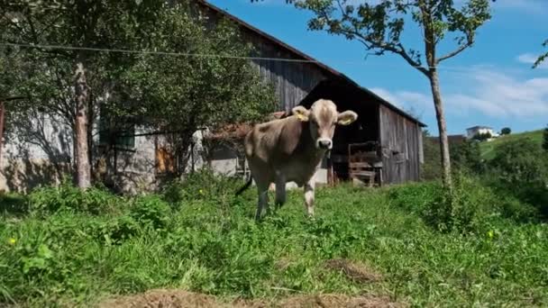 Εγχώρια βόσκηση ταύρου στην αυλή στο πράσινο λιβάδι από Blue Sky, οικολογικό μέρος — Αρχείο Βίντεο