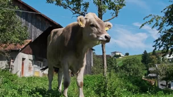 Las manías de toros domésticos en el patio trasero en el prado verde por el cielo azul, lugar ecológico — Vídeo de stock