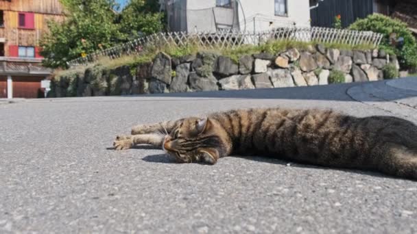 Streunende graue Katze liegt auf Asphaltstraße und stürzt bei sonnigem Wetter spielerisch — Stockvideo