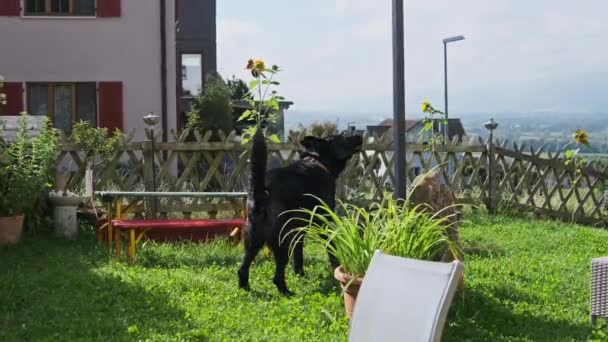 Perro doméstico de pastor Raza Caminatas y Ladridos en Césped Verde en Patio Casa — Vídeo de stock