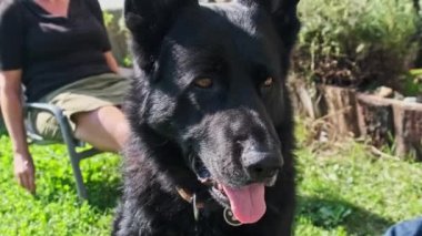 Arka bahçenin yeşil çimlerinde oturan akıllı çoban köpeğinin portresi, Yaz