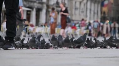 Piazza San Marco 'da Bir Çok Güvercin Yavaş Çekimde, İnsanlar Güvercinleri Besliyor