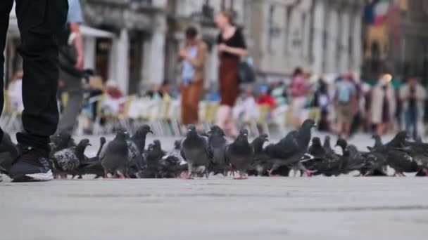 Muitos pombos em câmera lenta na Piazza San Marco, multidão de pessoas alimenta pombas — Vídeo de Stock