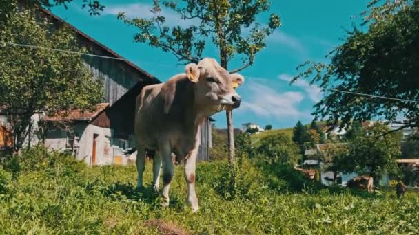 生態系の場所、ブルースカイによる緑の牧草地の裏庭で国内の牛の放牧 — ストック動画