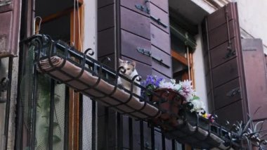 İtalya, Venedik 'te Bir Evin Balkonunda Kedi Yürüyüşü