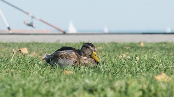 Pato cinzento com um bico amarelo Senta-se na grama verde no verão, Close-up — Vídeo de Stock